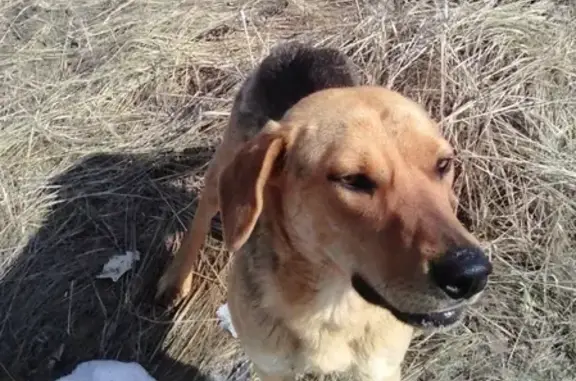 Найдена охотничья собака в Жердевке, Тамбовская область