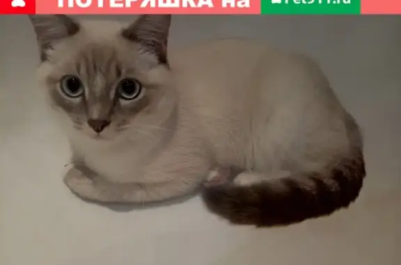 Пропала кошка в Орджоникидзевском районе, ищем Тарасика!