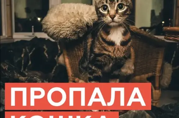 Кошки потеряшки, Москва, фото: Потеряшка кошка на Мурановской улице, Москва