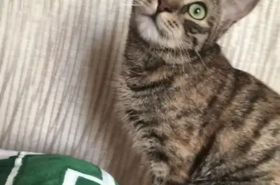 Кошки потеряшки, Москва, фото: Потеряшка кошка на Дорожной ул. 24к1, с ошейником и выпавшая с 6 этажа