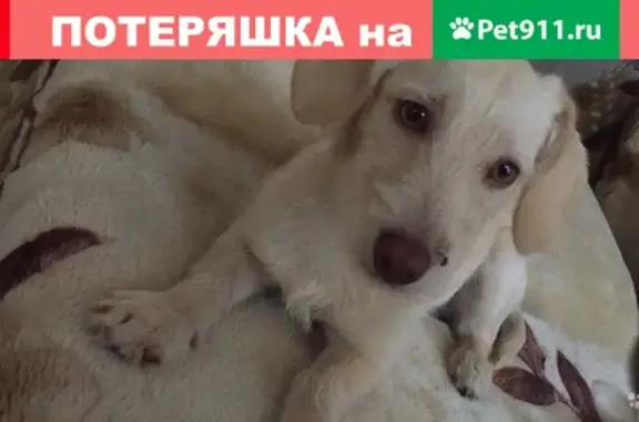 Собаки потеряшки, Москва, фото: Потеряшка собака в Москве: Осташковская ул. 22, метис таксы, персиковая.