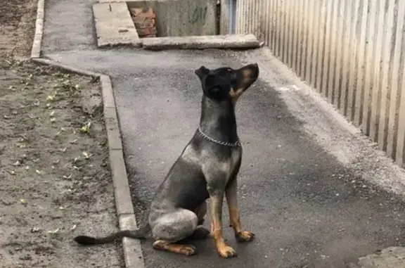Найдена собака возле дома на ул. Ерёменко 66/2