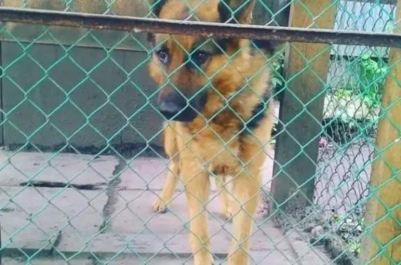 Пропала собака в Орехово-Зуево, Кайзер, 7 лет