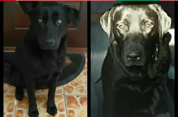 Пропала двух собак в Воронеже, помощь нужна!