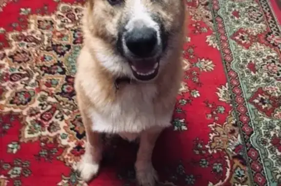 Собаки потеряшки, поселок Боровковский, фото: Потеряшка собака в поселке Боровковский, метис хаски и немецкой овчарки!