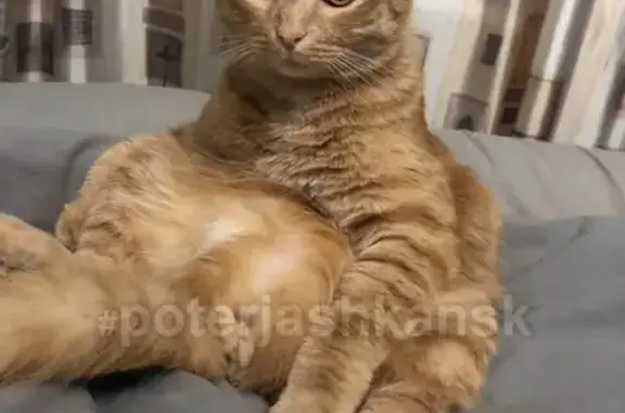 Кошки потеряшки, Новосибирск, фото: Потеряшка кошка в Новосибирске, помогите найти!