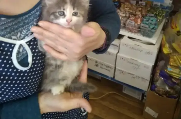 Найден котенок на Володарском рынке Брянска