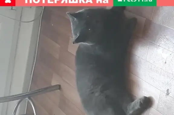 Найден породистый кот с ошейником в районе Памятника Победы, Пенза