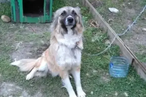 Найдена собака в Краснодаре, прошу репост!