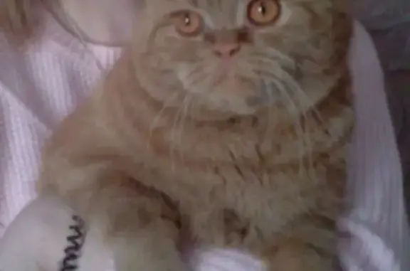 Кошки потеряшки, Прокопьевск, фото: Потеряшка кошка в районе Зенковского парка