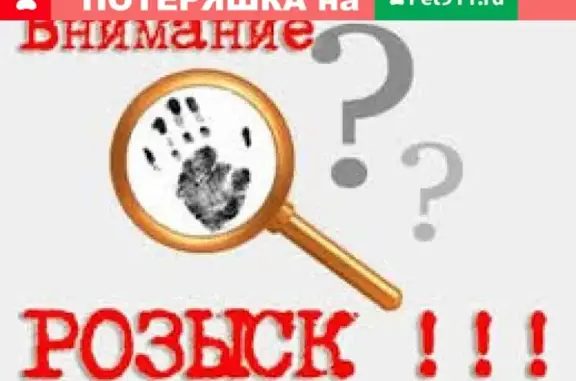 Кошки потеряшки, Набережные Челны, фото: Потеряшка кот Вася в Набережных Челнах (49 к-се)