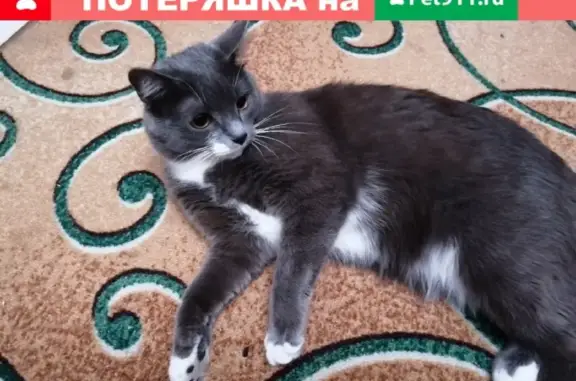 Пропала кошка в Шадринске #потерялось_животное