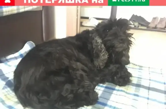 Найдена собака на ул. Братьев Кашириных, Челябинск