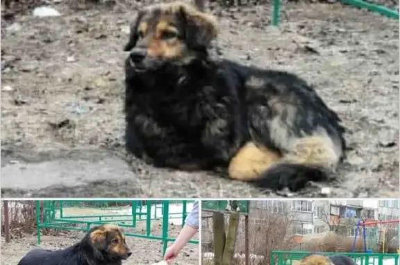 Найдена собака в Пушкино, Королеве, Ивантеевке и Лесных полянах!
