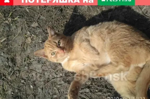 Найдена кошка Рыжик возле подвала в Новосибирске