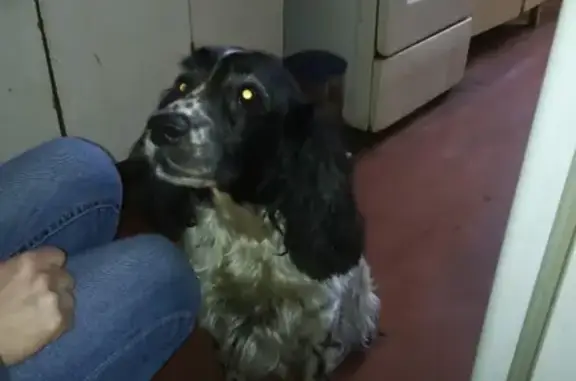 Найдена собака на ул. Циолковского, СПб