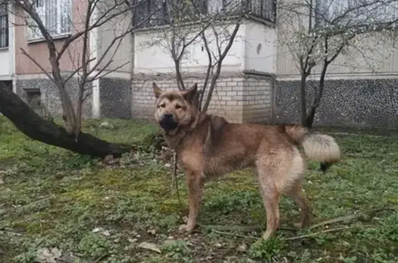 Собака возле 5 поликлиники в Краснодаре.