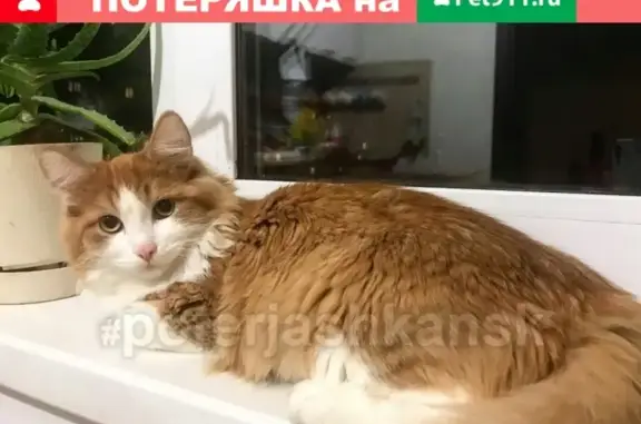 Найдена кошка на Северо-чемском в Новосибирске