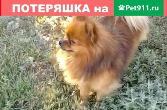 Пропала собака Смурфик, В16, индустриальная 11, Ростовская область