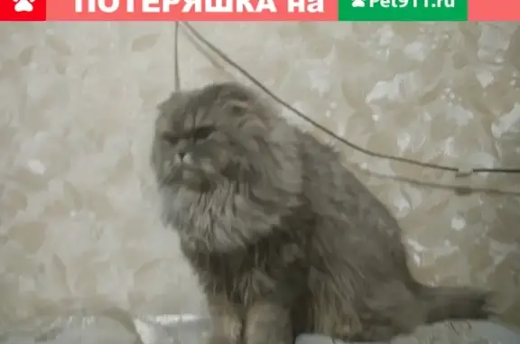 Рыжеглазая кошка в Казани