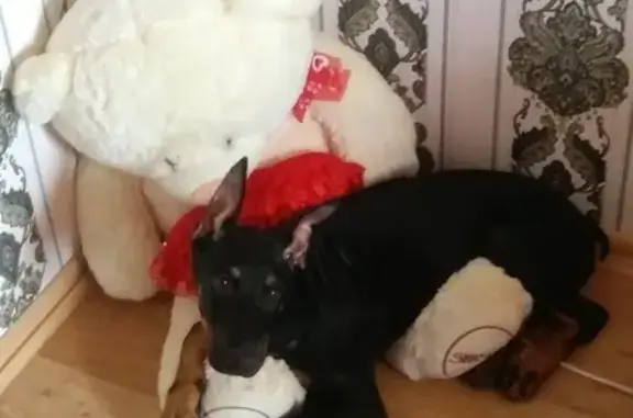 Собаки потеряшки, Анапа, фото: Потеряшка собака в Анапе, район 3Б