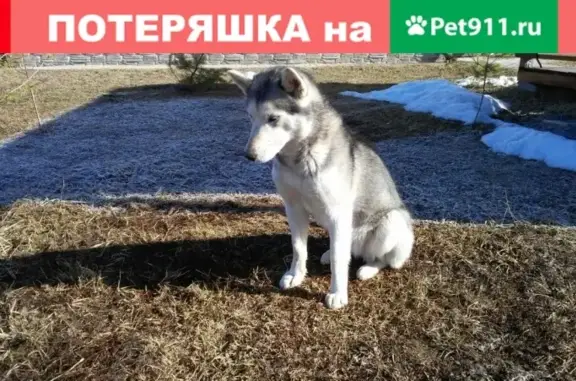 Найден щенок хаски в с.Волковское, Тарусский район