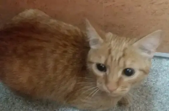 Найден рыжий котенок на Калиновчкой 24 в Костроме
