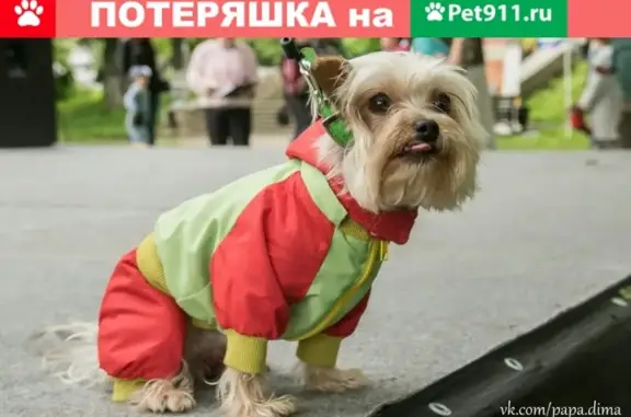 Собаки потеряшки, Тверь, фото: Потеряшка собака в Твери на ул. Севастьянова и ул. Тракторной