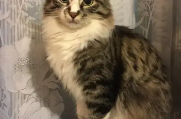 Потерянные животные Москва, фото: Пропала кошка в Москве, Южное Медведково на Заповедной улице