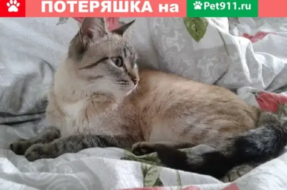 Пропала кошка в Альметьевске, район Тимирязева-Маяковского.
