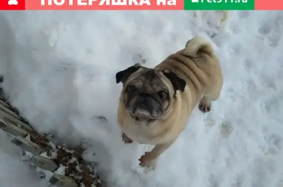 Пропала собака Марфа, мопс бежевого окраса в Рязани