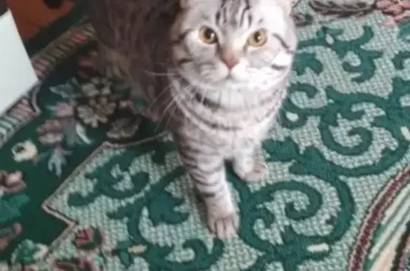 Кошки потеряшки, Набережные Челны, фото: Потеряшка кот Тимоха в Набережных Челнах