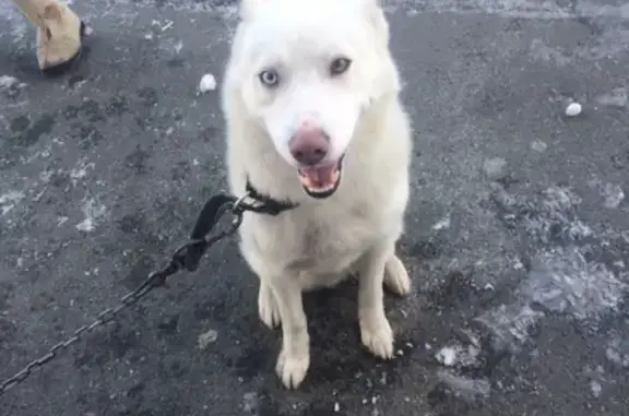 Собака найдена в Салехарде на улице Свердлова 39