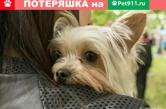 Собаки потеряшки, Тверь, фото: Потеряшка собака Ник в Твери на улице Тракторная