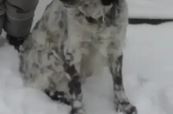 Пропал пёс Харт, Русский спаниель в Ахтубинске, Астраханская область