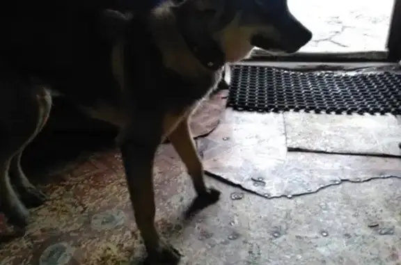 Найдена собака в Зубчаниновке, нужна помощь!