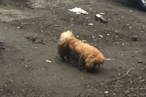 Найдена собака на улице Ботвина