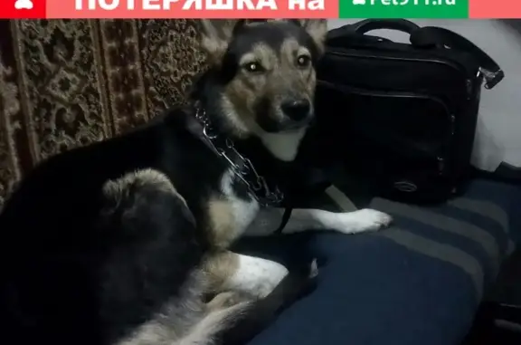 Пропала собака в Мурманске на ул. Морской: Розыск Шэры!