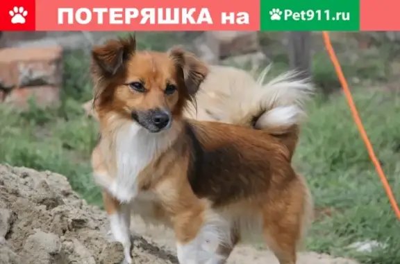 Пропала собака Соня в селе Новотроицкое (Омская область)