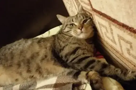 Кошки потеряшки, Москва, фото: Потеряшка кошка на Бирюлёвской улице, 19!