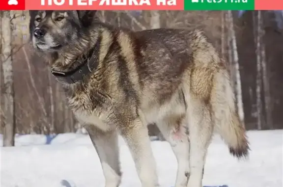 Пропала собака Муха в д. Симанково, Волховский район #Рада_поиск