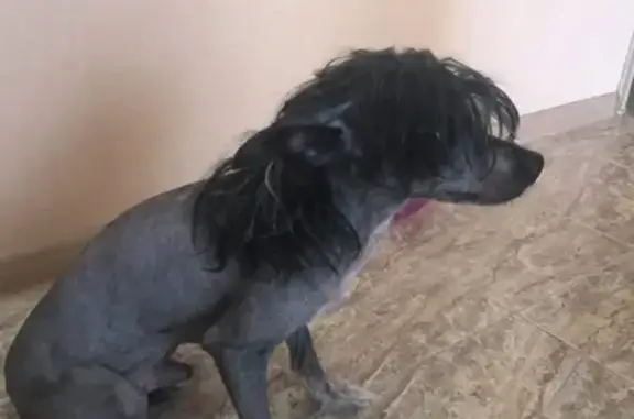 Объявления о пропавших и найденных животных, Нижний Новгород, фото: Найдена китайская хохлатая на ул. Народная, Н. Новгород