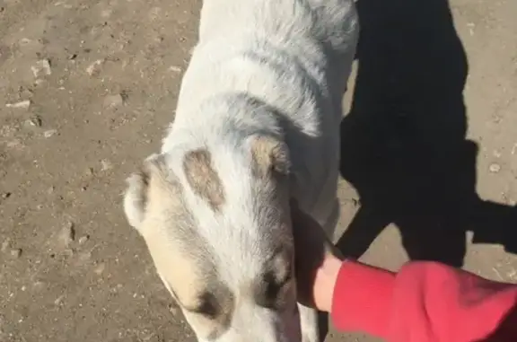Найдена собака в Керчи, нужен владелец
