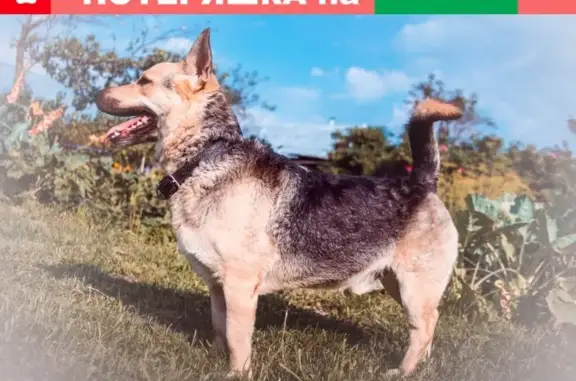 Пропала собака в Солнечногорском районе, вознаграждение гарантировано!