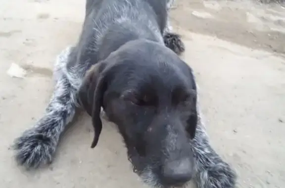 Собака бегает в селе Карели, Моршанск