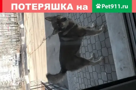 Найдена собака в Заволжском районе Ярославля