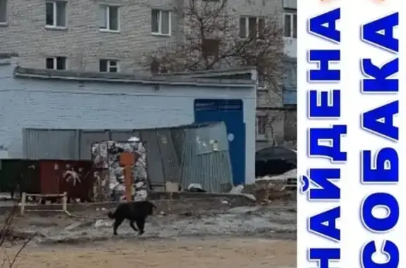 Найдена черная собачка на ул. Пушкина, Курган