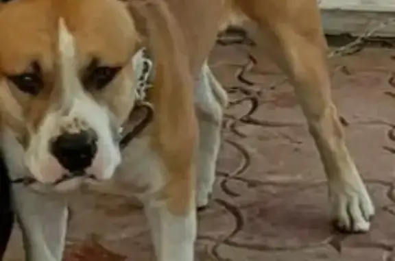 Пропала собака в Астрахани, Американский стаффоршир-терьер с татуировкой в паху