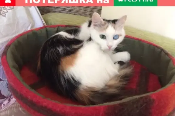Пропала трехцветная кошка Варвара в Шадринске