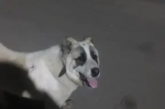 Найдена собака в Орле - отзовитесь!